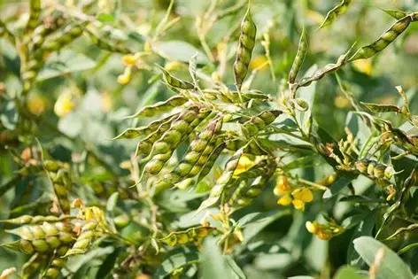 Pigeon Peas